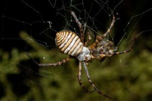 diseño web en España